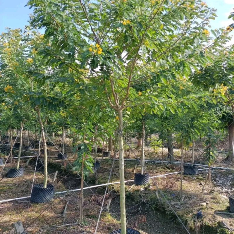 香花槐香花槐苗高杆直径2-15厘米以上产地直销