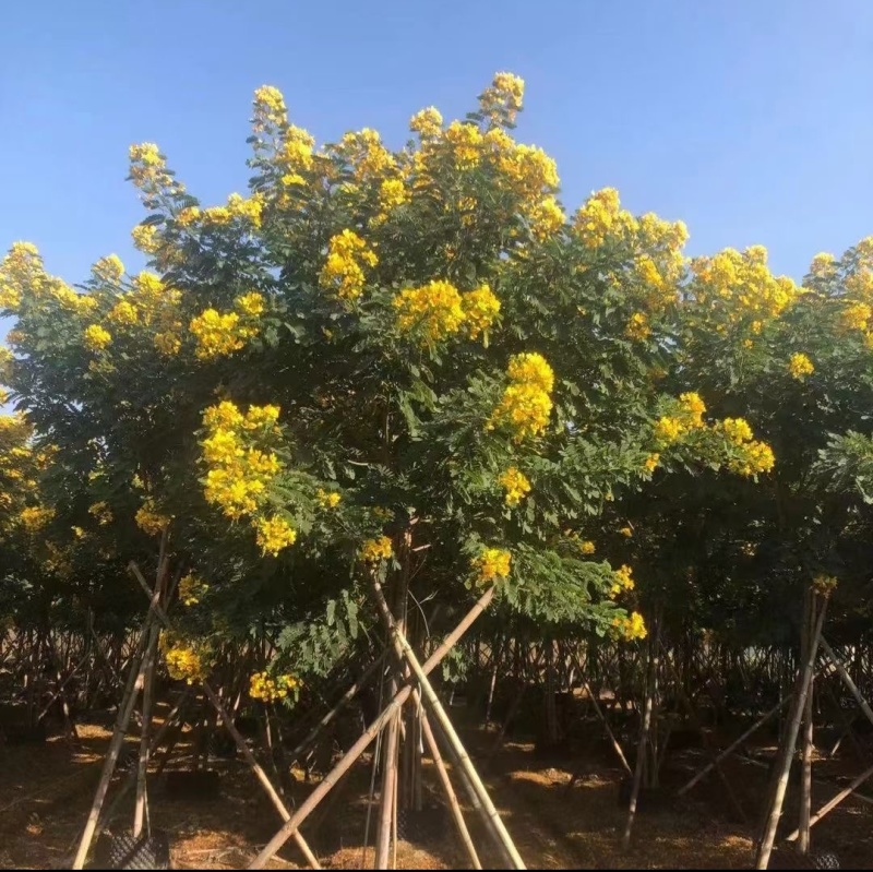 香花槐香花槐苗高杆直径2-15厘米以上产地直销