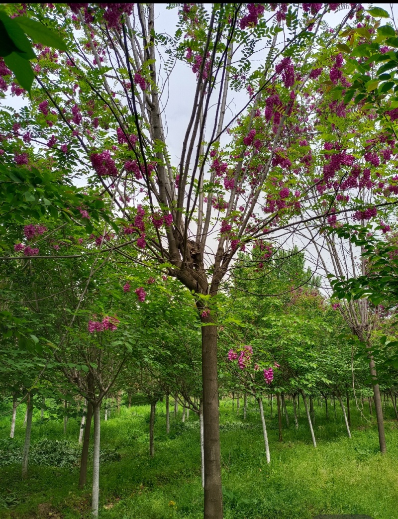 香花槐香花槐苗高杆直径2-15厘米以上产地直销