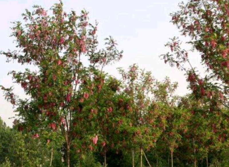 香花槐香花槐苗高杆直径2-15厘米以上产地直销