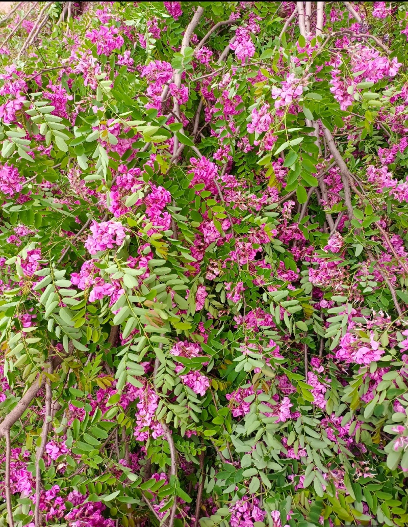 香花槐香花槐苗高杆直径2-15厘米以上产地直销