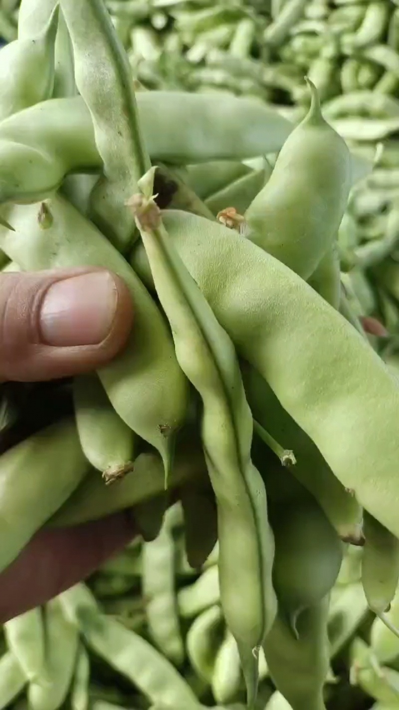 吉林油豆角大量上市中，产地直供，保质保量欢迎选购