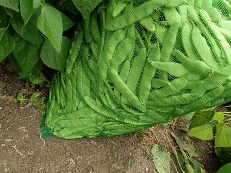吉林油豆角大量上市中，产地直供，保质保量欢迎选购