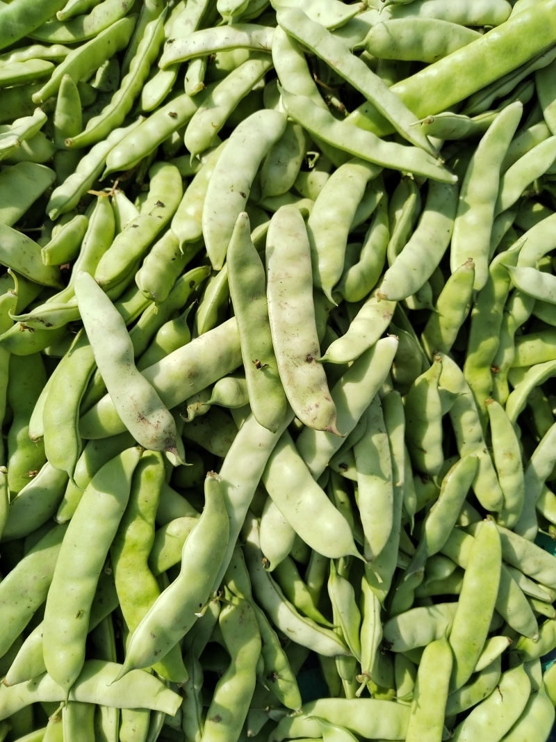 吉林油豆角大量上市中，产地直供，保质保量欢迎选购