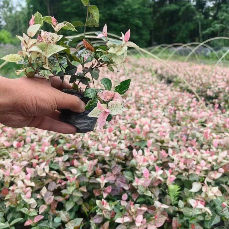 12杯花叶络石、15杯花叶络石批发、加仑盆花叶络石