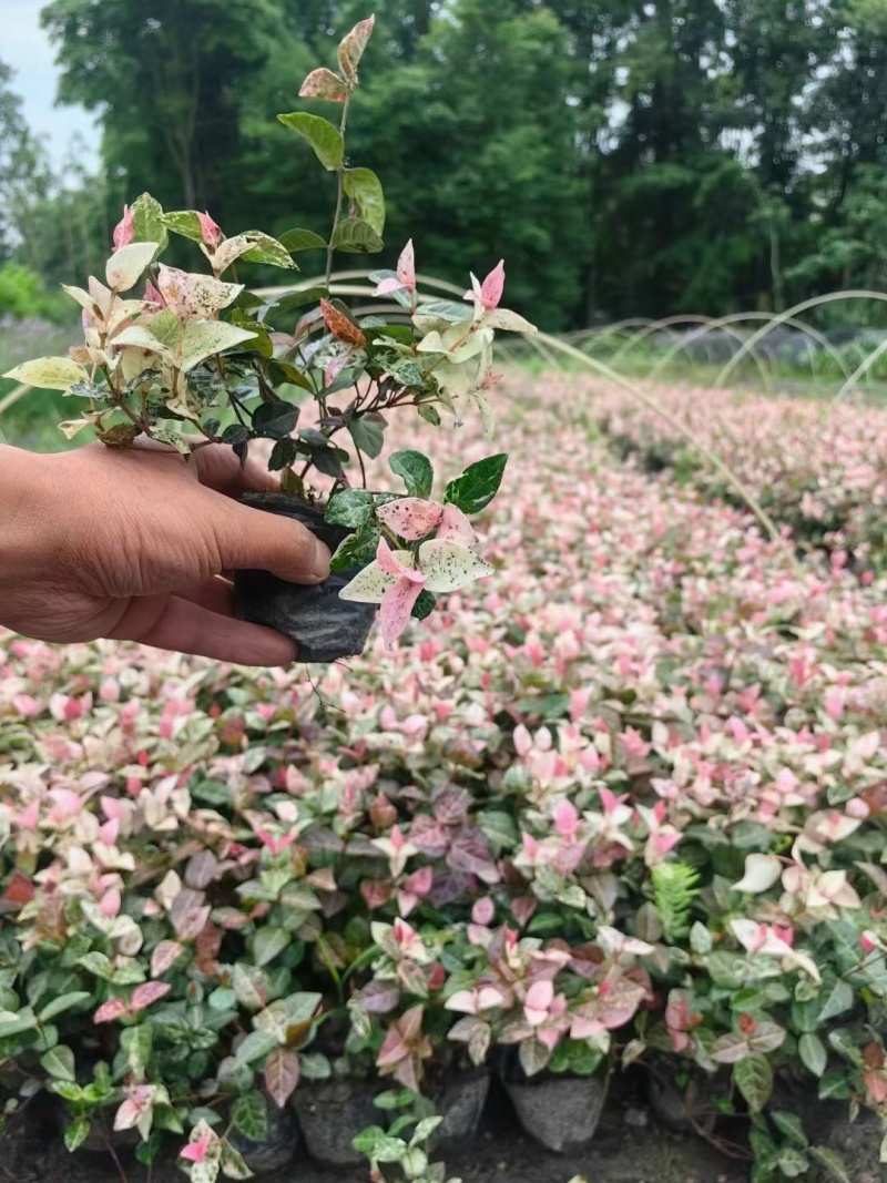 12杯花叶络石、15杯花叶络石批发、加仑盆花叶络石