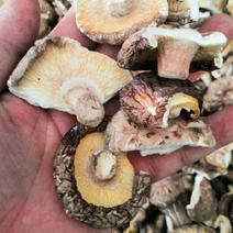 剪腿香菇碎片价格以质量求生存、以信誉求发展