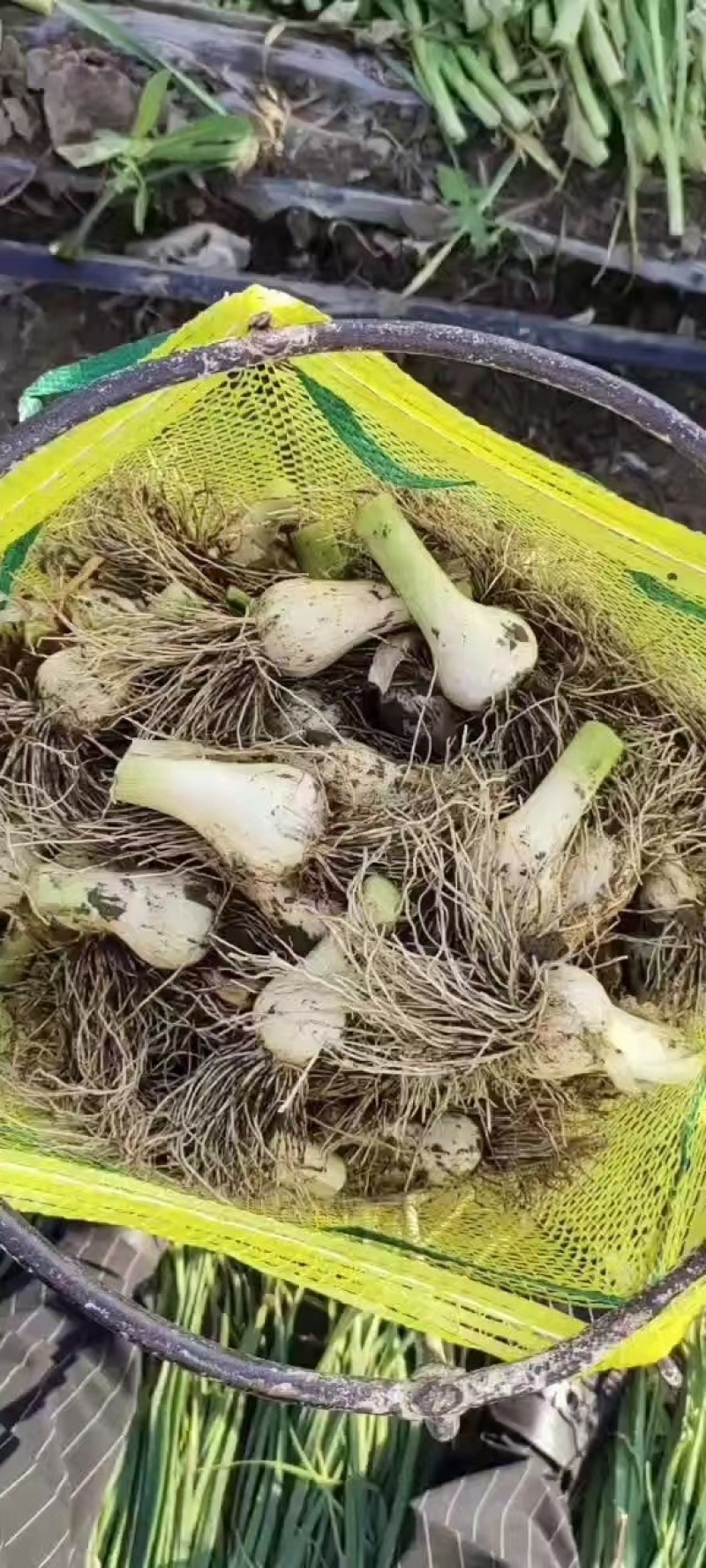 吉林青蒜头大量上，产地直供，量大，欢迎选购