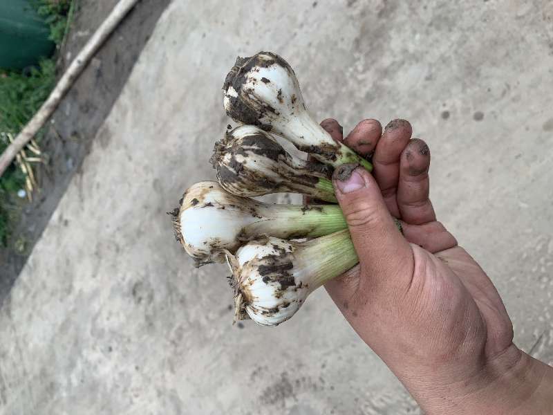 吉林青蒜头大量上，产地直供，量大，欢迎选购