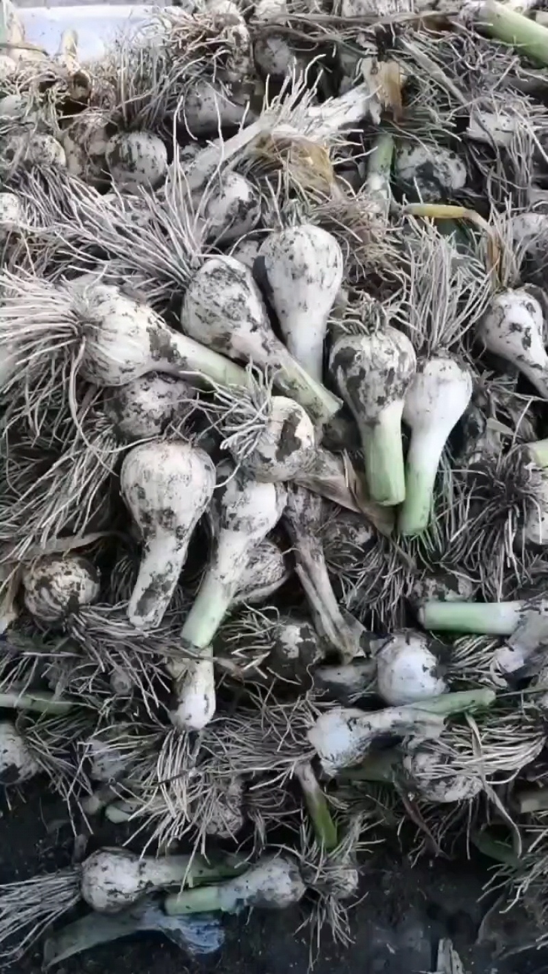 吉林青蒜头大量上，产地直供，量大，欢迎选购