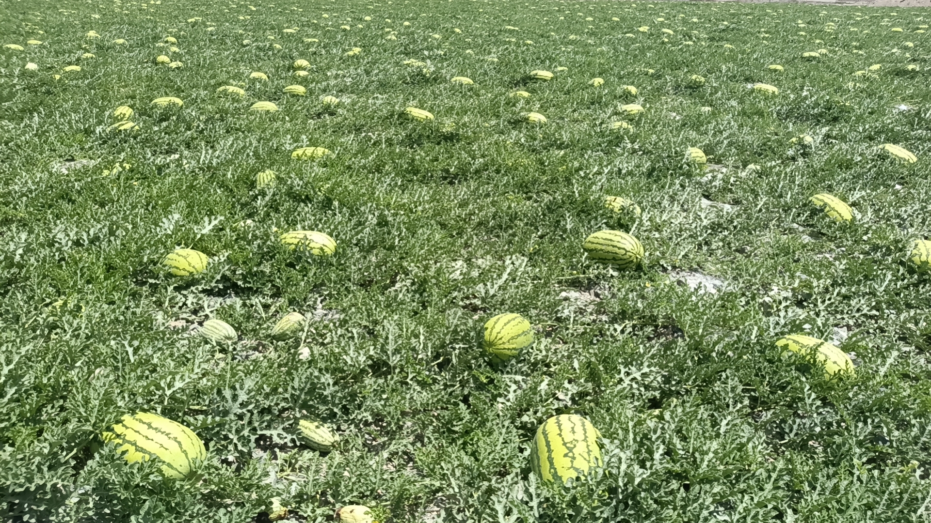 金花六号西瓜田间生长实景