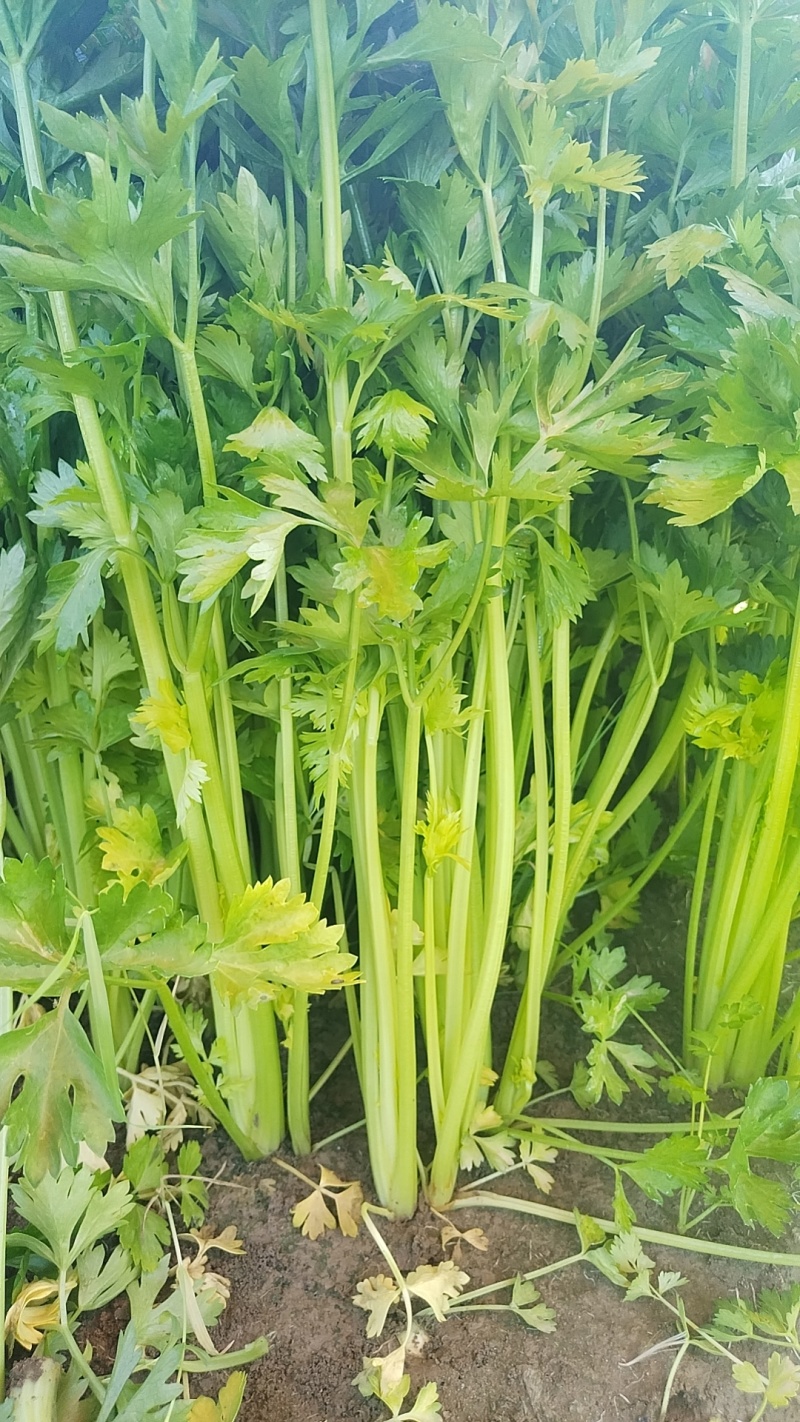 芹菜
