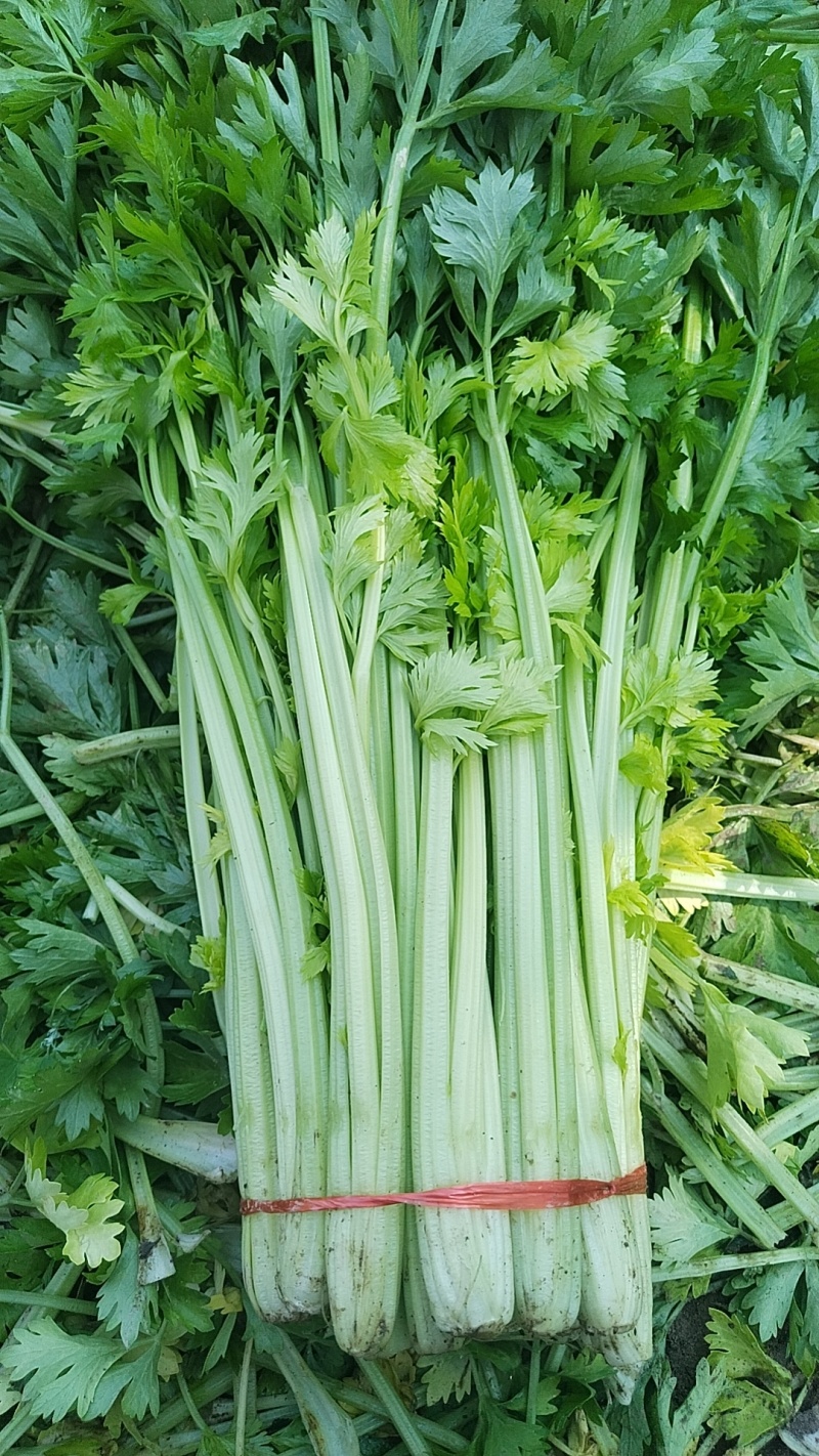 芹菜