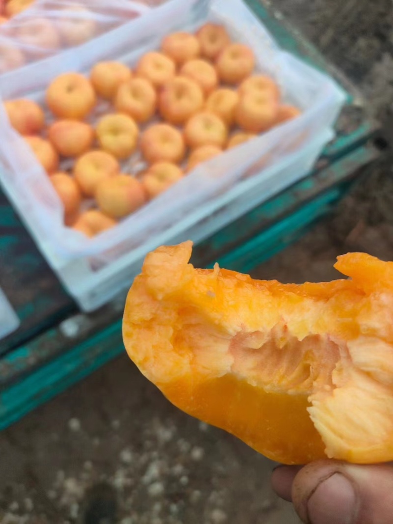 蟠桃🍑成熟季，口感细腻，大量现货供应，欢迎采购