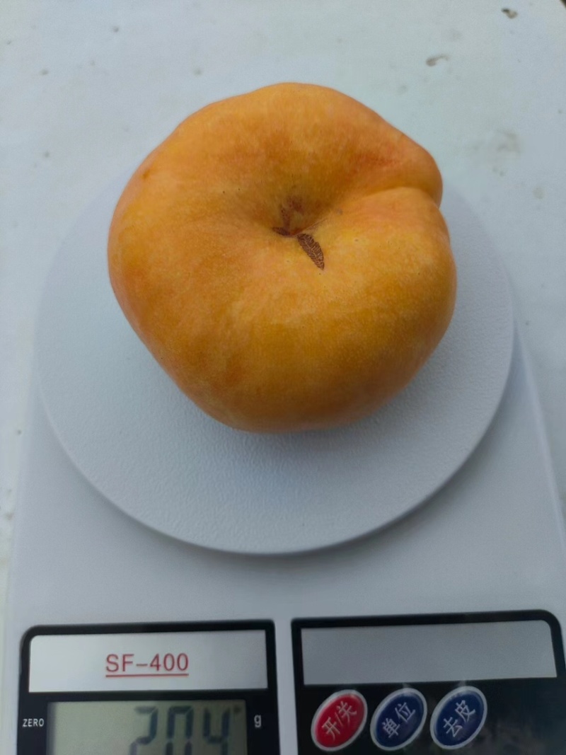 蟠桃🍑成熟季，口感细腻，大量现货供应，欢迎采购