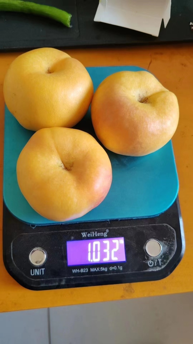 蟠桃🍑成熟季，口感细腻，大量现货供应，欢迎采购