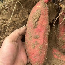 福建省漳州漳浦蜜薯莺歌红红薯大量上市可视频看货