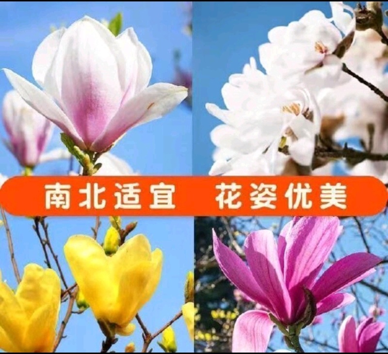 玉兰树紫色黄色白色高杆直径2-15厘米以上
