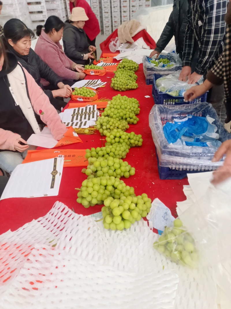 精品阳光玫瑰一首货源产地直发品质保障欢迎合作
