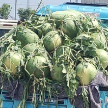 新红宝西瓜大量