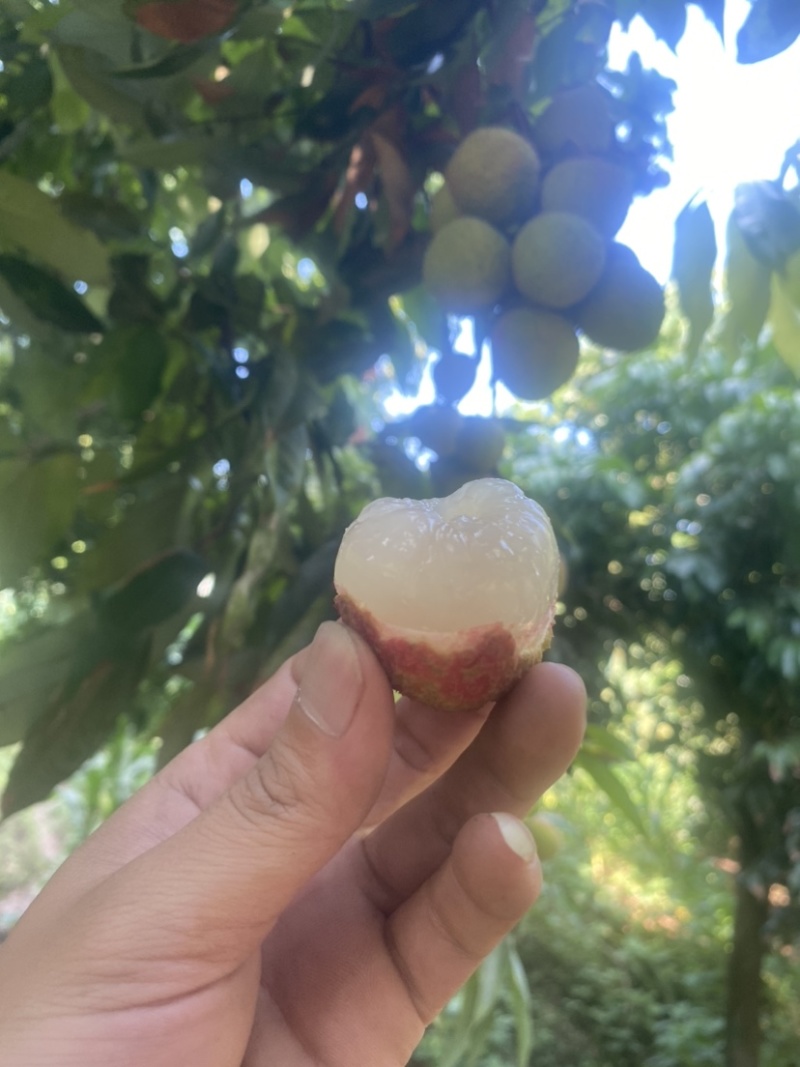 妃子笑荔枝
