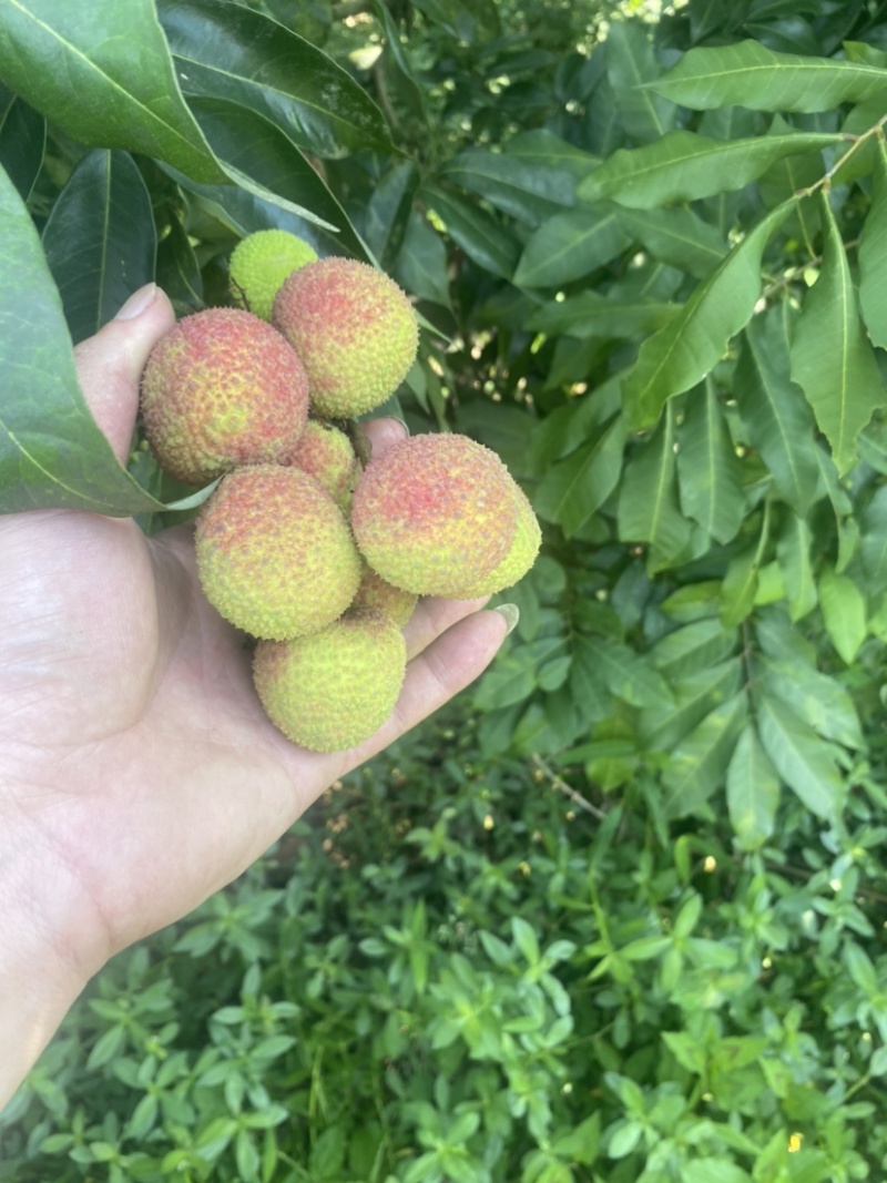 妃子笑荔枝