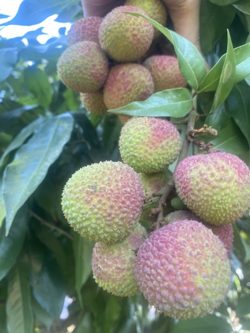 妃子笑荔枝