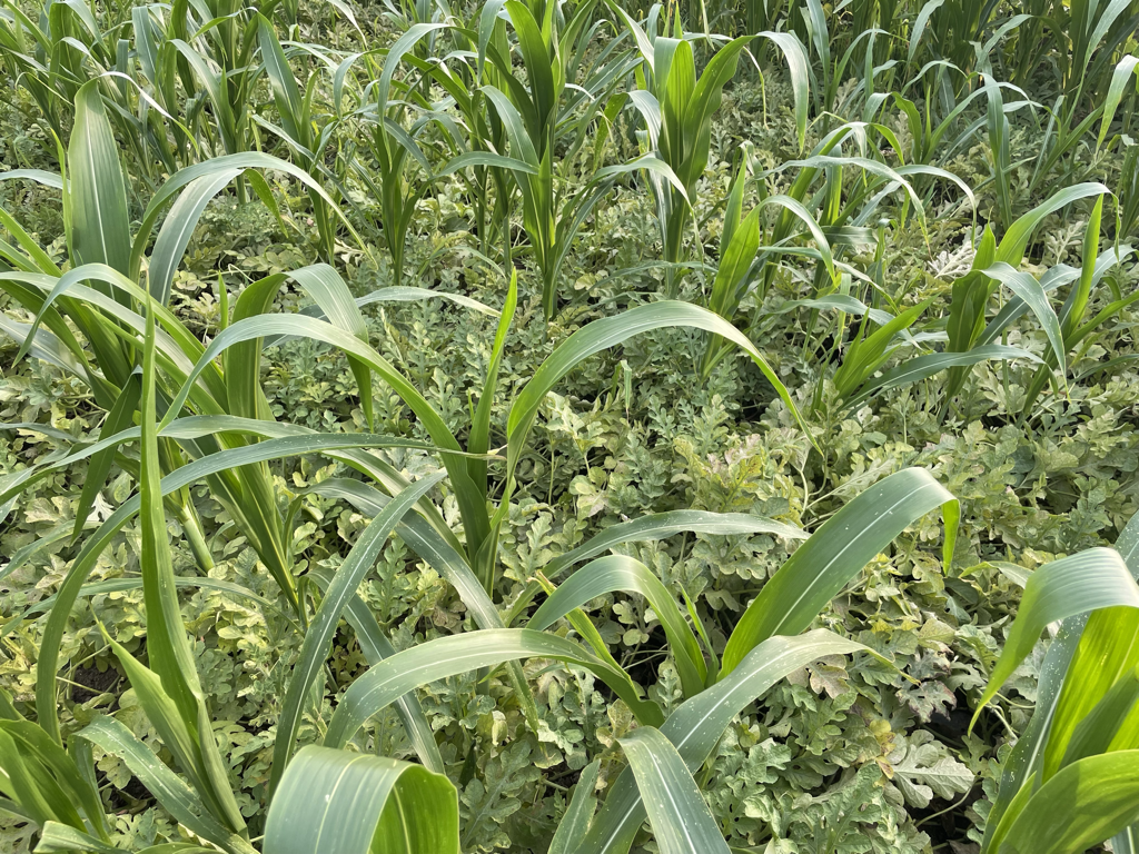 西瓜与玉米间作布局图