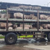 广西区内有大量生猪销售均重240。