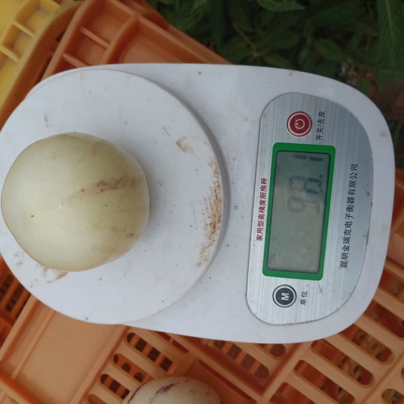 甘肃人参果大量供货一手货源品质保证诚信经营欢迎来电