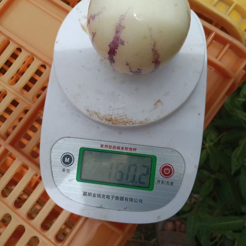 甘肃人参果大量供货一手货源品质保证诚信经营欢迎来电