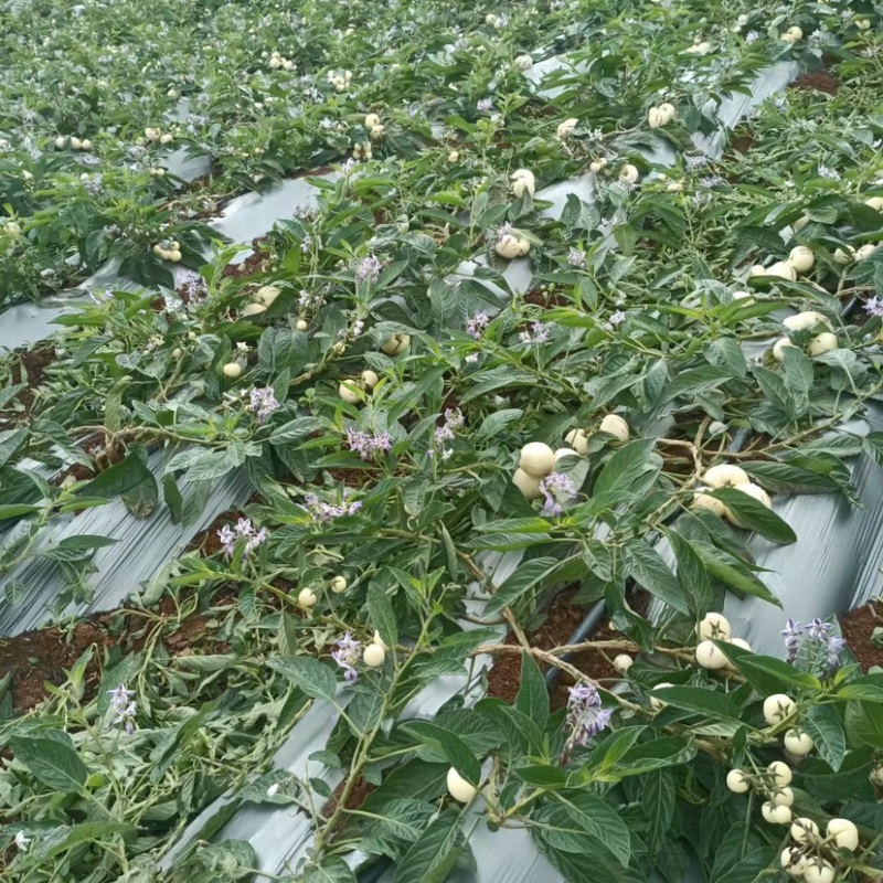 甘肃人参果大量供货一手货源品质保证诚信经营欢迎来电