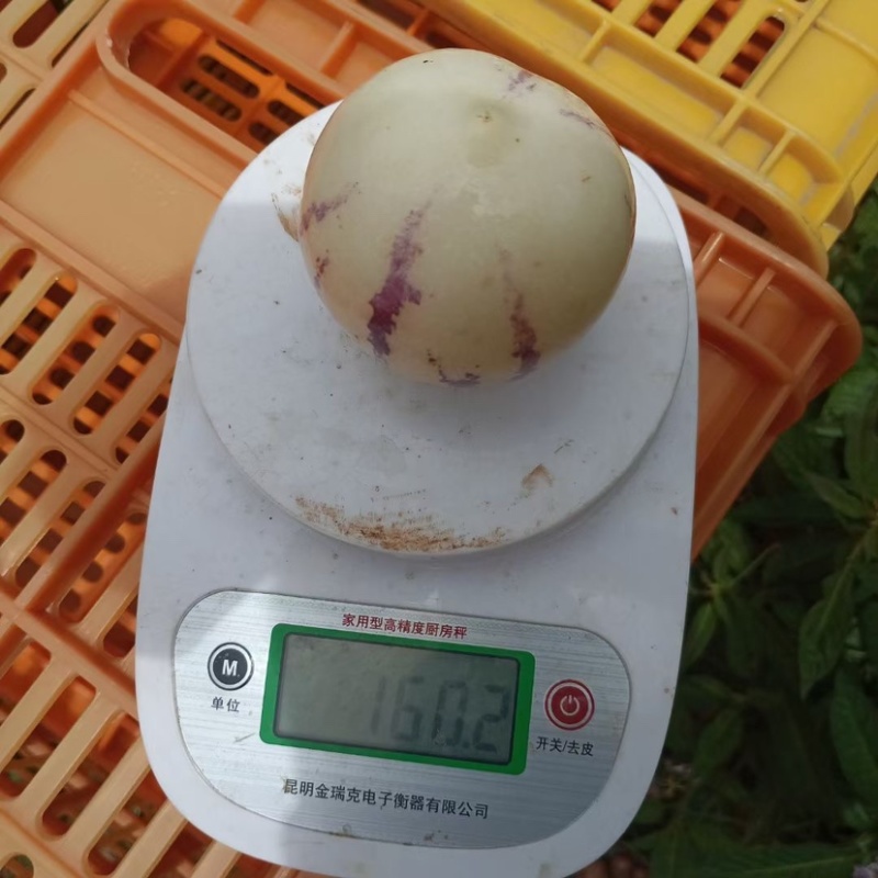 甘肃人参果大量供货一手货源品质保证诚信经营欢迎来电
