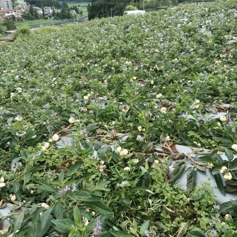 甘肃人参果大量供货一手货源品质保证诚信经营欢迎来电