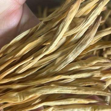 宁夏黄花菜