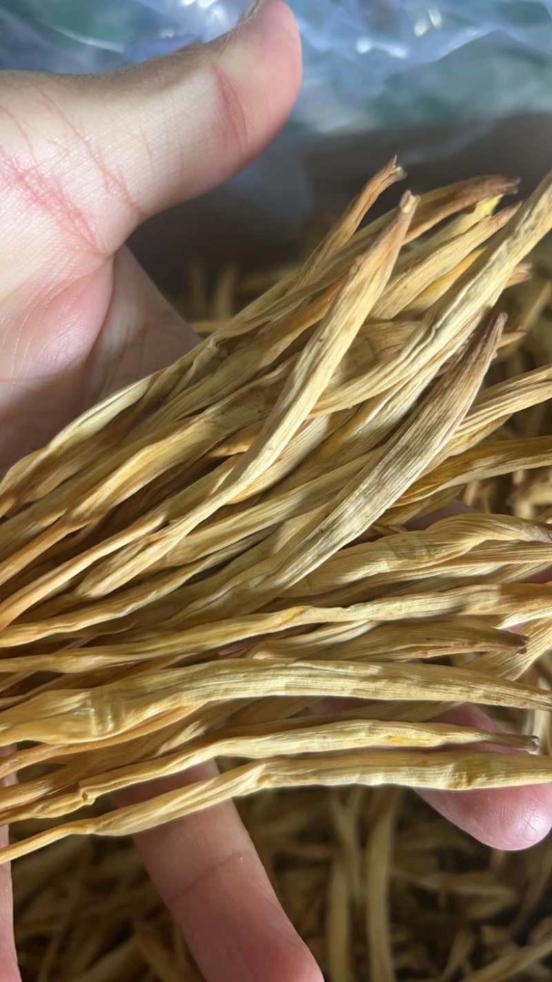 宁夏黄花菜