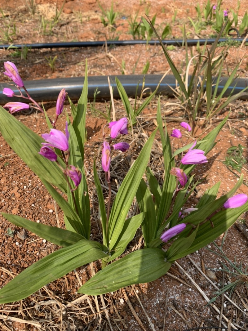紫花三叉白芨驯化苗基地直销支持实地看货现挖现发