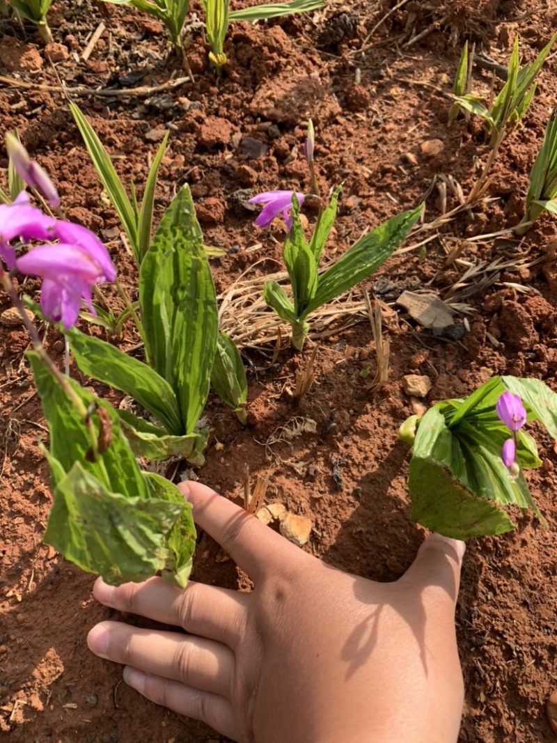 紫花三叉白芨驯化苗基地直销支持实地看货现挖现发