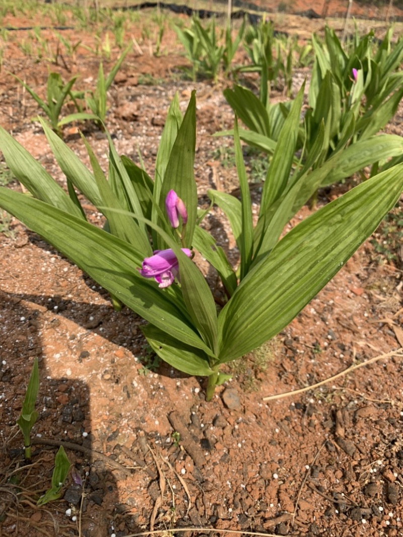 紫花三叉白芨驯化苗基地直销支持实地看货现挖现发