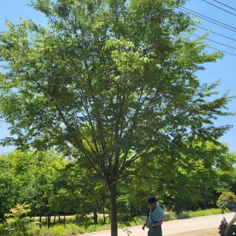 榉树