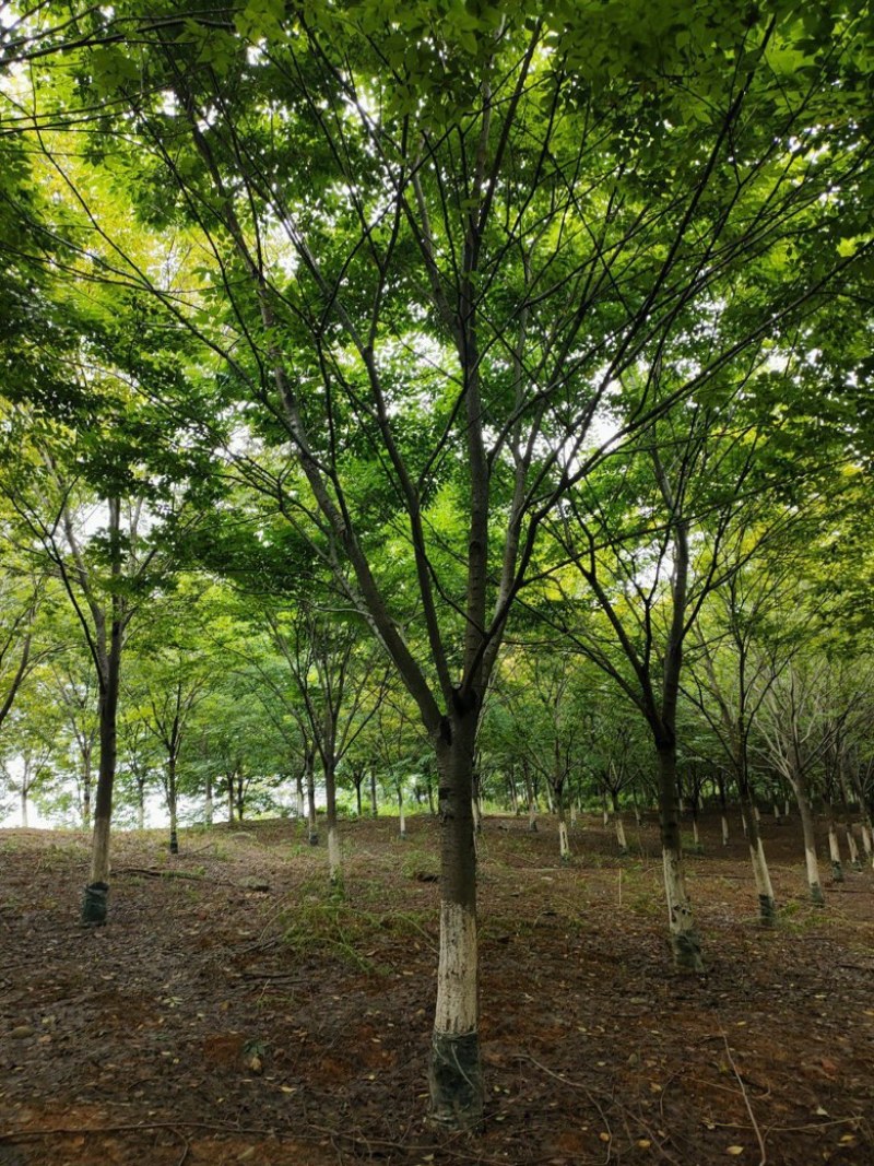 榉树