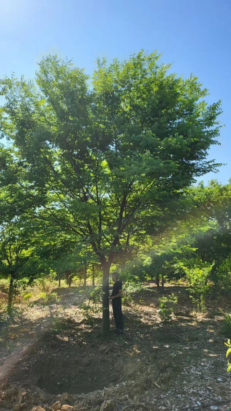 榉树