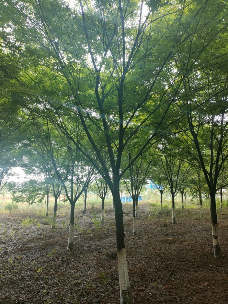 榉树