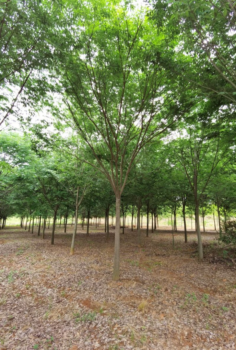 榉树