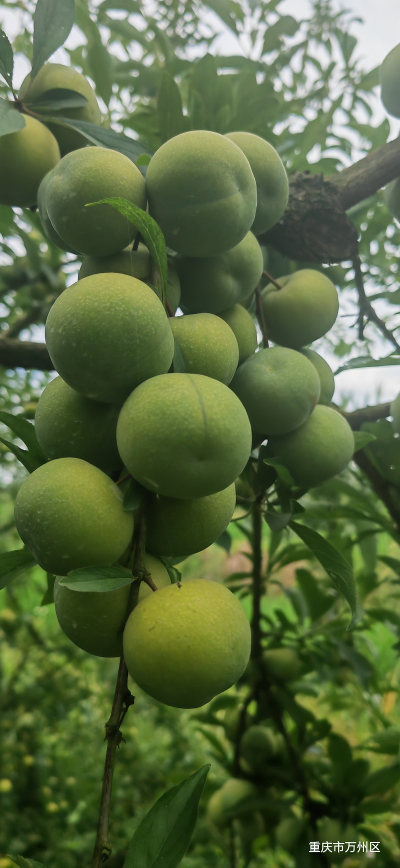 巫山青脆李，蜂糖李半边红质量保证大量供应市场电商