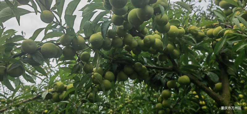 巫山青脆李，蜂糖李半边红质量保证大量供应市场电商