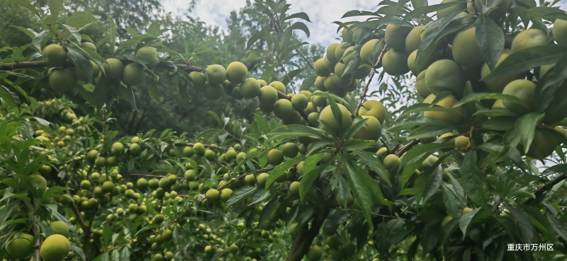 巫山青脆李，蜂糖李半边红质量保证大量供应市场电商