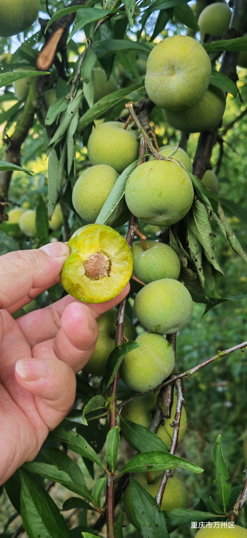 巫山青脆李，蜂糖李半边红质量保证大量供应市场电商