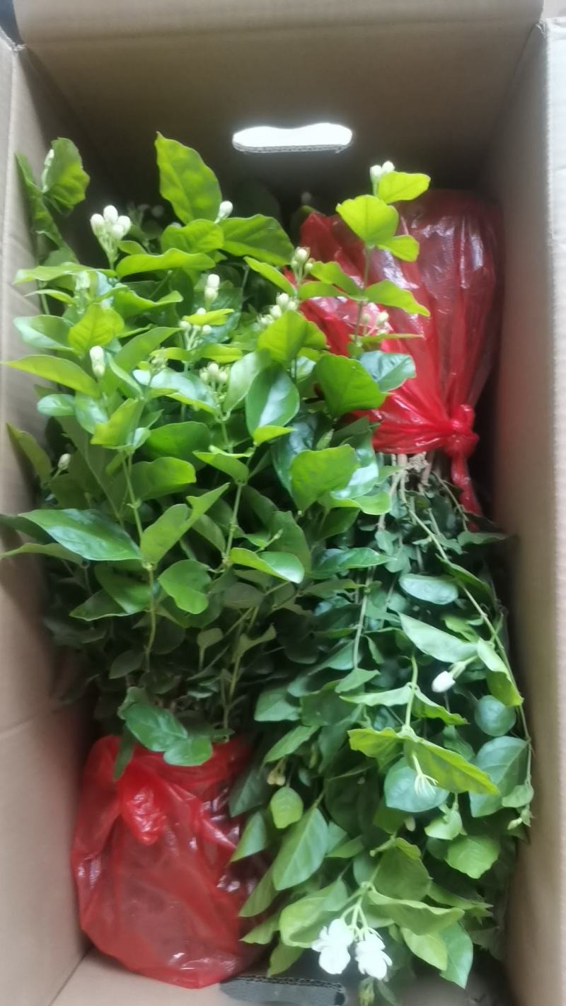 裸根苗，盆苗，茉莉花原有基地发货，喜欢联系