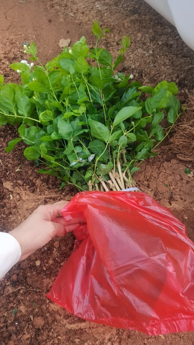 裸根苗，盆苗，茉莉花原有基地发货，喜欢联系